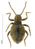 Pseudeurostus frigidus